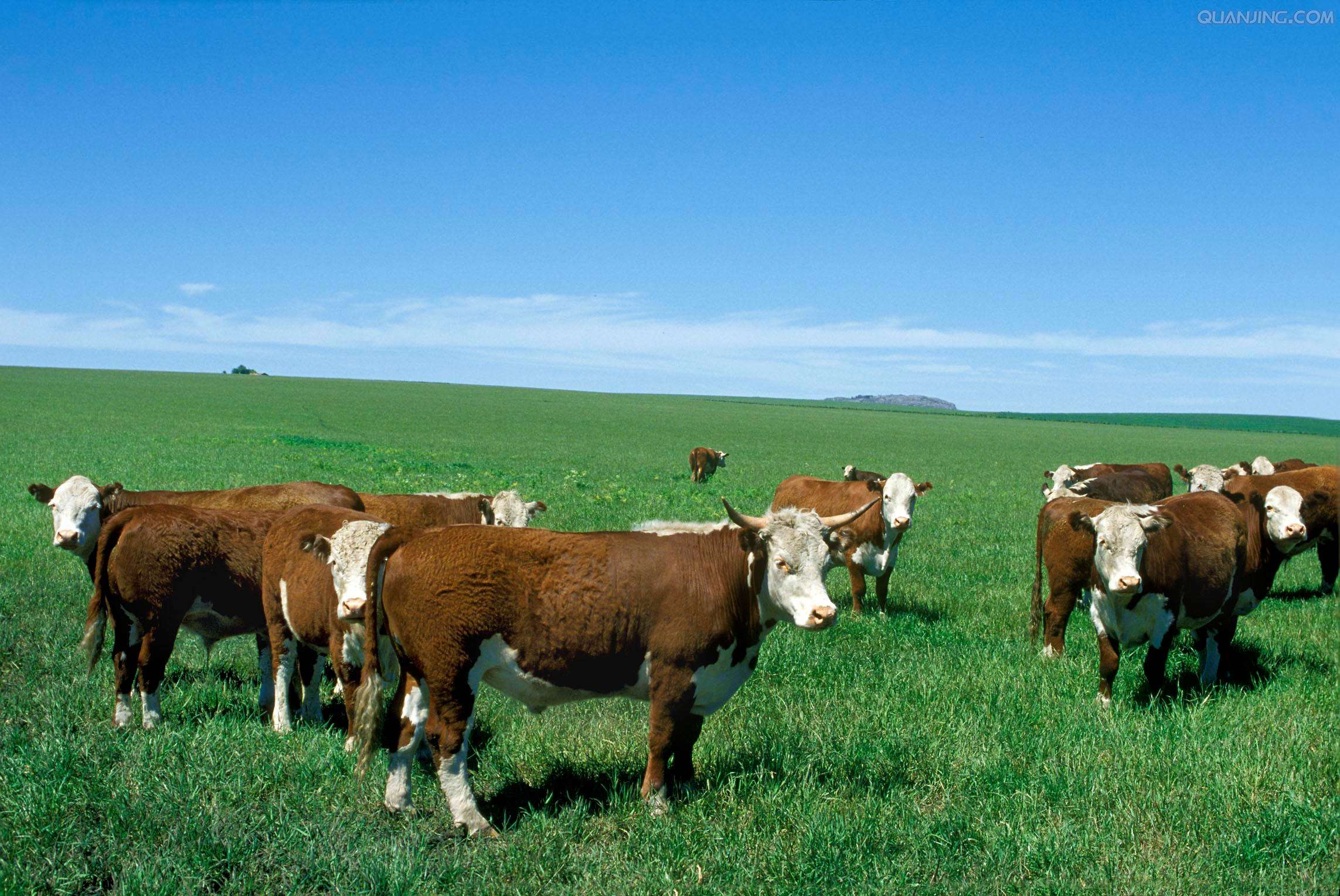 如何提高肉牛的养殖收益，数字化养殖模式少不了