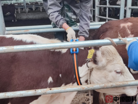 中恒国科动物发情监测项圈在畜牧养殖行业应用