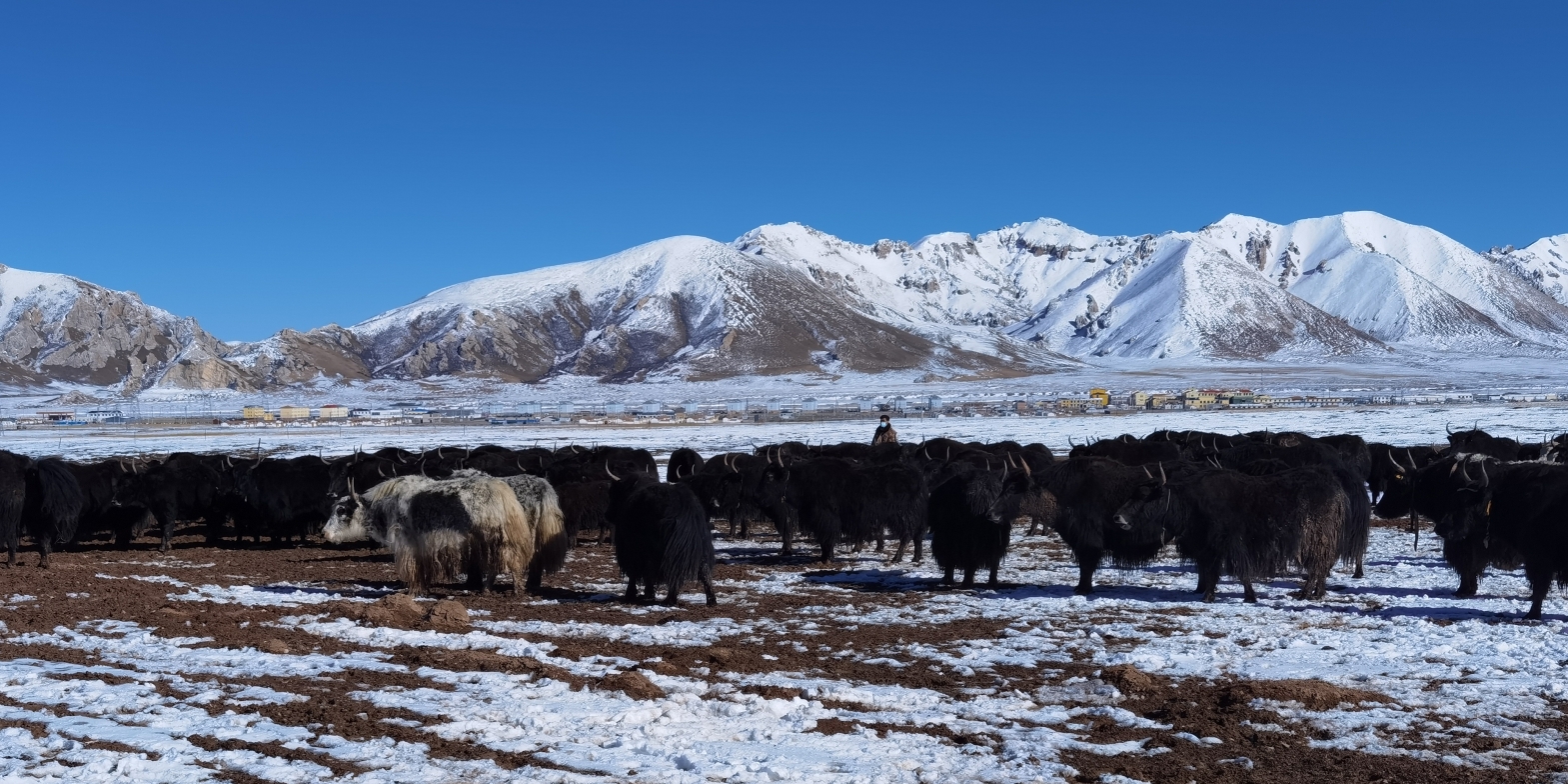 数智引领，中恒国科信智化畜牧助推牦牛藏羊产业发展