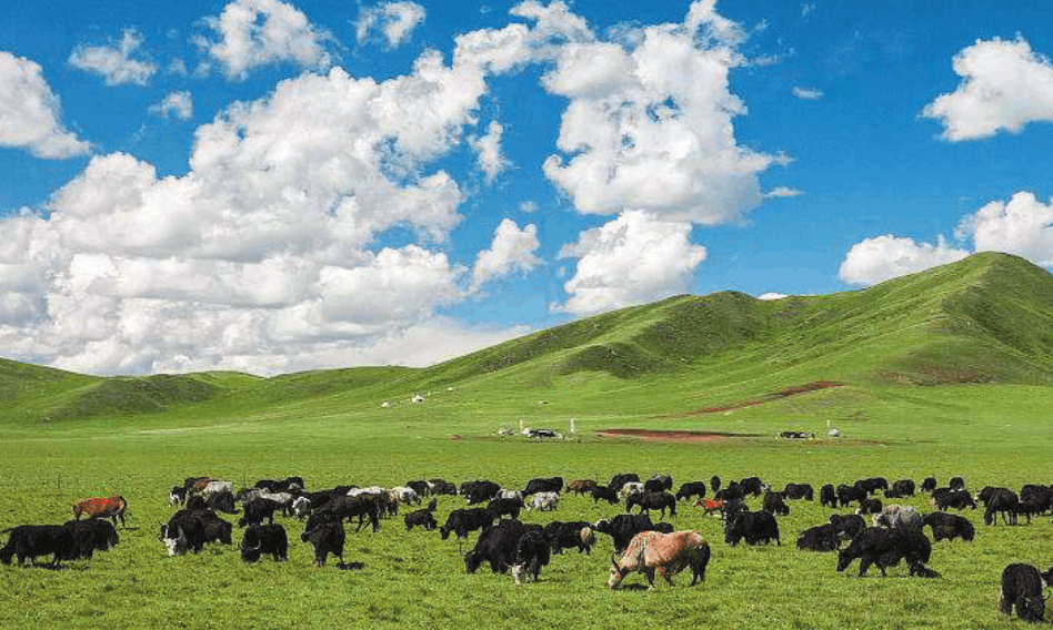 智慧农业：中恒国科智慧畜牧养殖系统解决方案为产业赋能