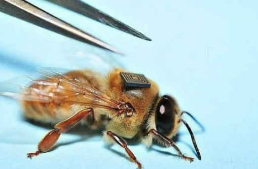 <font color='#333333'>中恒国科蜜蜂RFID芯片在蜜蜂行为研究的作用</font>