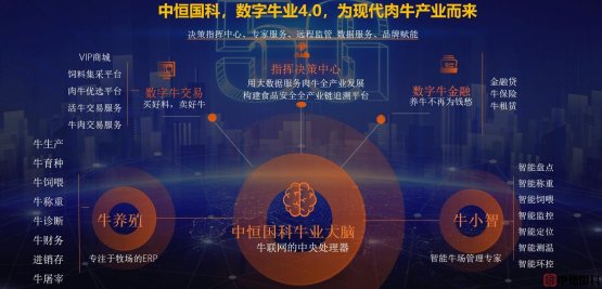 “数”说牛业，中恒国科集团数字肉牛养殖物联网信息化解决方案引领产业发展！