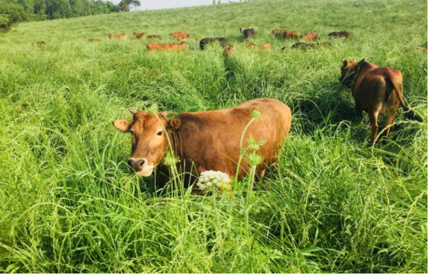 肉牛产业数字化是大势所趋，中恒国科加速产业升级实现乡村振兴