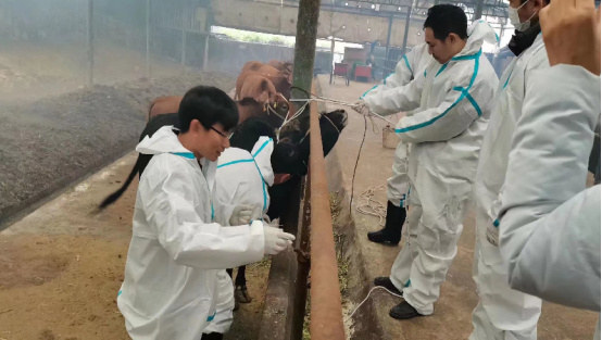  中恒国科动物溯源信息化管理系统破解牲畜免疫二维码追溯难题