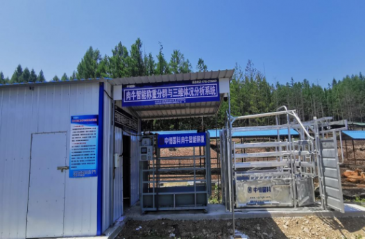 中恒国科肉牛奶牛肉羊智能称重分群及三维体况采集系统方案